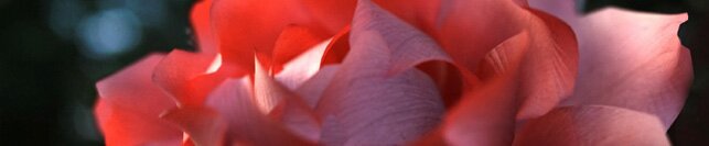 Close up of a flower